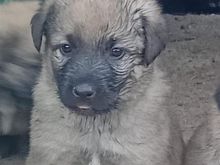 Kelysh sharri