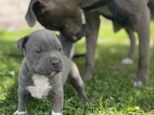 l Blue nose pitbull