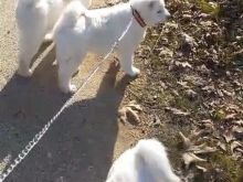 Akita inu