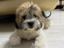 Shih Tzu