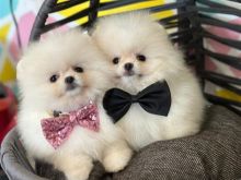 Pomeranian boo