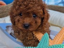Toy Poodle shitet