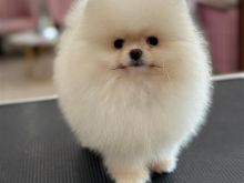 Pomeranian boo yll