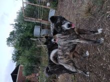Akita tigrado