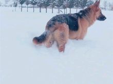 kerkohet mashkull per nderzim