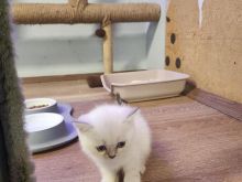 British shorthair blue point