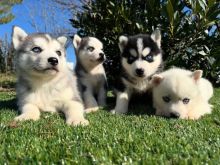 ëlyshë husky siberiane me sy blu dhe gjak të pastër.