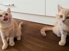 brittish shorthair