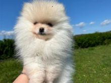 Pomeranian boo Tirane