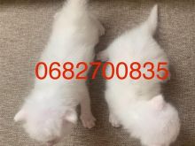 Kotele Turkish Angora