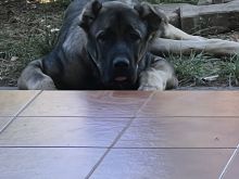 Kangal 