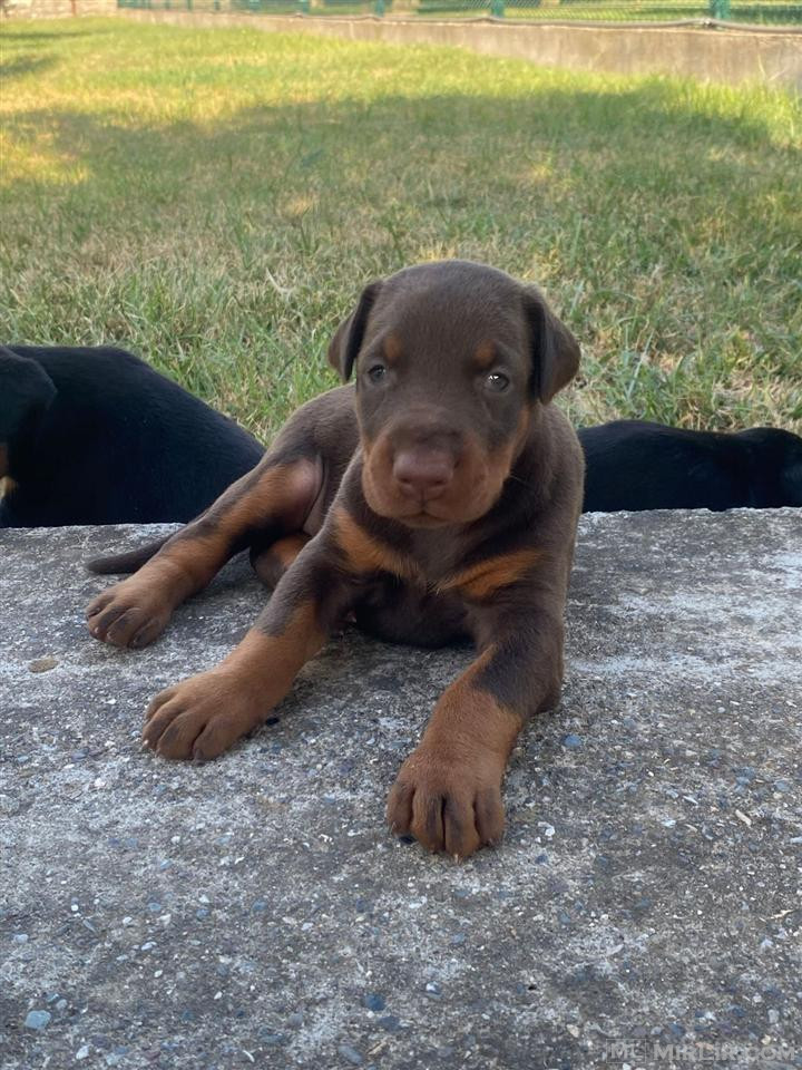 Doberman kelysh