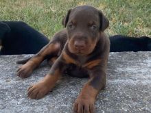 Doberman kelysh