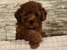 Toy Poodle