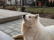Qen Samoyed