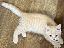 kotele brittish shorthair