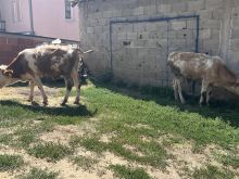 Shiten dy mzet tfushes per majmerj