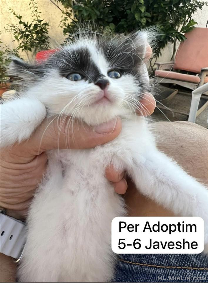 Mace Per Adoptim