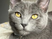 Mace russian blue OKAZION