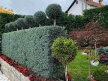 ProGardenJoni