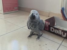 African Gray