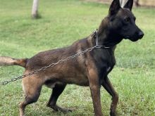 Belgian Malonois