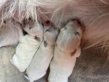 Qene minispic mix pomerian