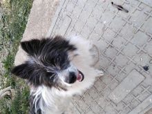 Shitet qeni klyshë 8 muaj