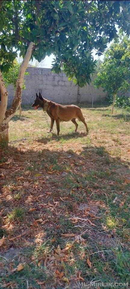 Pastor belg (malinois) Rrace e paster
