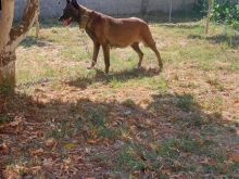Pastor belg (malinois) Rrace e paster