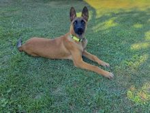 Belg Malinois