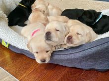 Labrador retriever puppies for sell