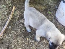 Kangal