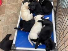 Labrador retriever puppies for sell