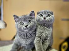 British shorthair ne shitje