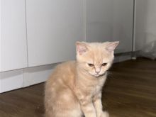 brittish shorthair