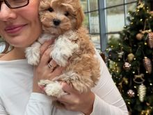 Maltipoo miniature