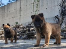 Malinois ( Pastor Belg )