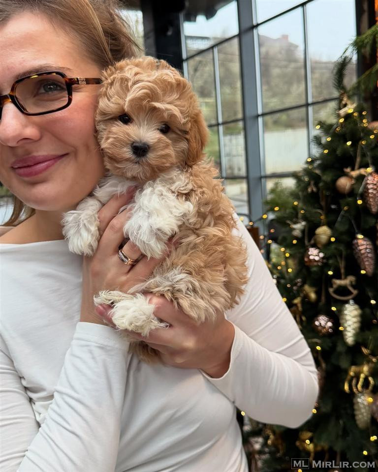 Maltipoo mini toy