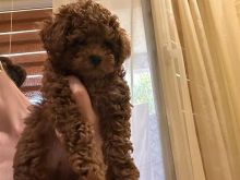 TOY POODLE