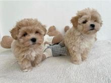 Këlyshët Maltipoo