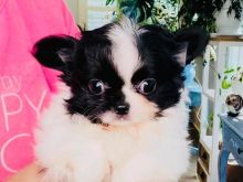 Këlyshë Chihuahua në dispozicion