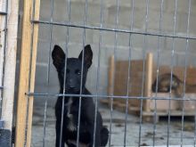 Kelysh Belgian Malinois ngjyre e Zeze dhe e Kafte