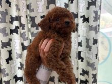 Poodle mini