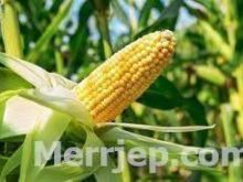 Blej Kallamoq 50kg=15€ vi e marr me kamion