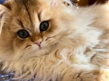 Ekskluzive! Macja femër Britanike (Persiane) me Qime të Gjat