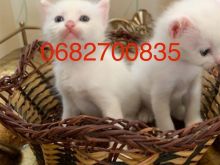 Shiten kotele Turkish Angora