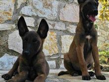 Malinois Pastor Belg