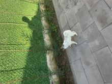 Mini Shpic