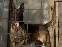 Belgian Malinois – Femër